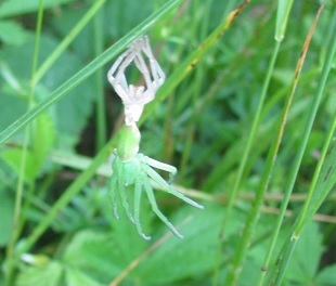 Muta di Micrommata sp. (virescens opp. ligurina  )   - Sostegno (BI)